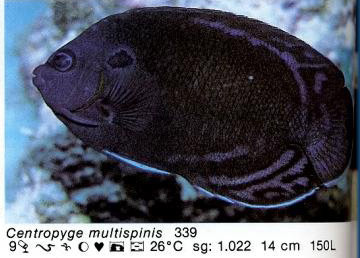 Centropyge multispinis